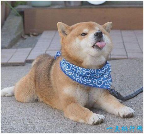 “Doge”表情包原型柴犬确诊患有白血病和肝病