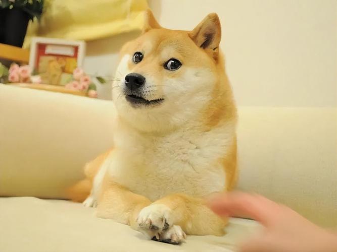 “Doge”表情包原型柴犬确诊患有白血病和肝病